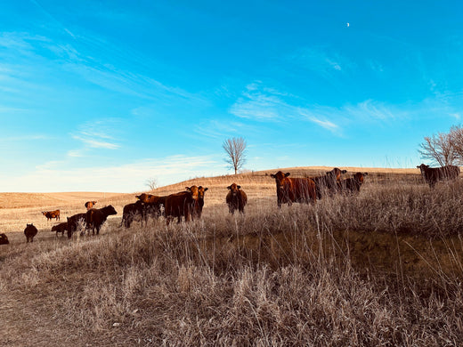 Bringing Local Flavor to Omaha: Partnering with Nebraska and Iowa Farmers for Pasture-Raised Beef and Pork